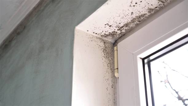 Best Mold Damage Restoration  in Naco, AZ