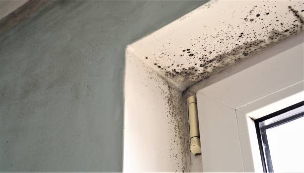 Best Commercial Mold Inspection  in Naco, AZ