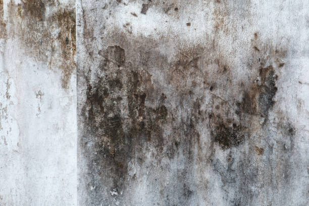 Best Real Estate Mold Inspection  in Naco, AZ