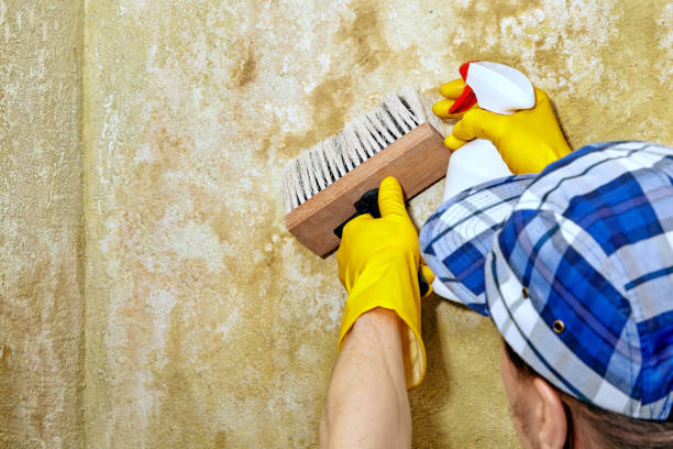 Mold Odor Removal Services in Naco, AZ