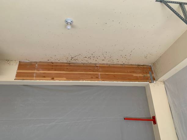 Best Mold Odor Removal Services  in Naco, AZ